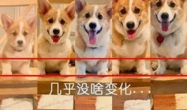 走近科学小狗长大娱乐吃瓜酱