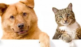 娱乐吃瓜君猫猫狗狗,猫猫狗狗的趣味生活大揭秘