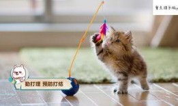 娱乐吃瓜猫咪视频大全最新,最新猫咪吃瓜视频大盘点