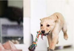 走近科学小狗长大娱乐吃瓜酱