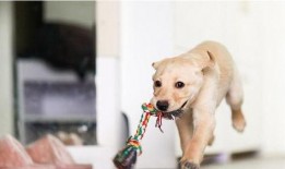 走近科学小狗长大娱乐吃瓜酱