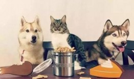 走近科学小狗长大娱乐吃瓜酱