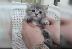 猫咪视频,猫咪视频背后的趣味故事