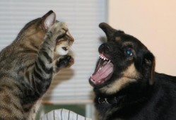 娱乐吃瓜君猫猫狗狗,猫猫狗狗的趣味生活大揭秘