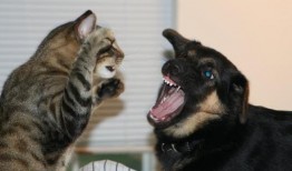 娱乐吃瓜君猫猫狗狗,猫猫狗狗的趣味生活大揭秘