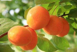 杏吧视频,揭秘热门短视频背后的故事与魅力