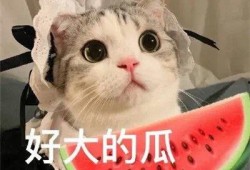 娱乐八卦吃瓜图片表情包可爱,娱乐八卦表情包大集合