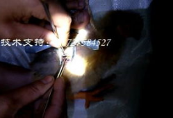 阉割视频,背后真相与伦理探讨