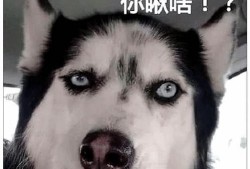 娱乐吃瓜酱二哈,揭秘娱乐圈那些不为人知的幕后故事